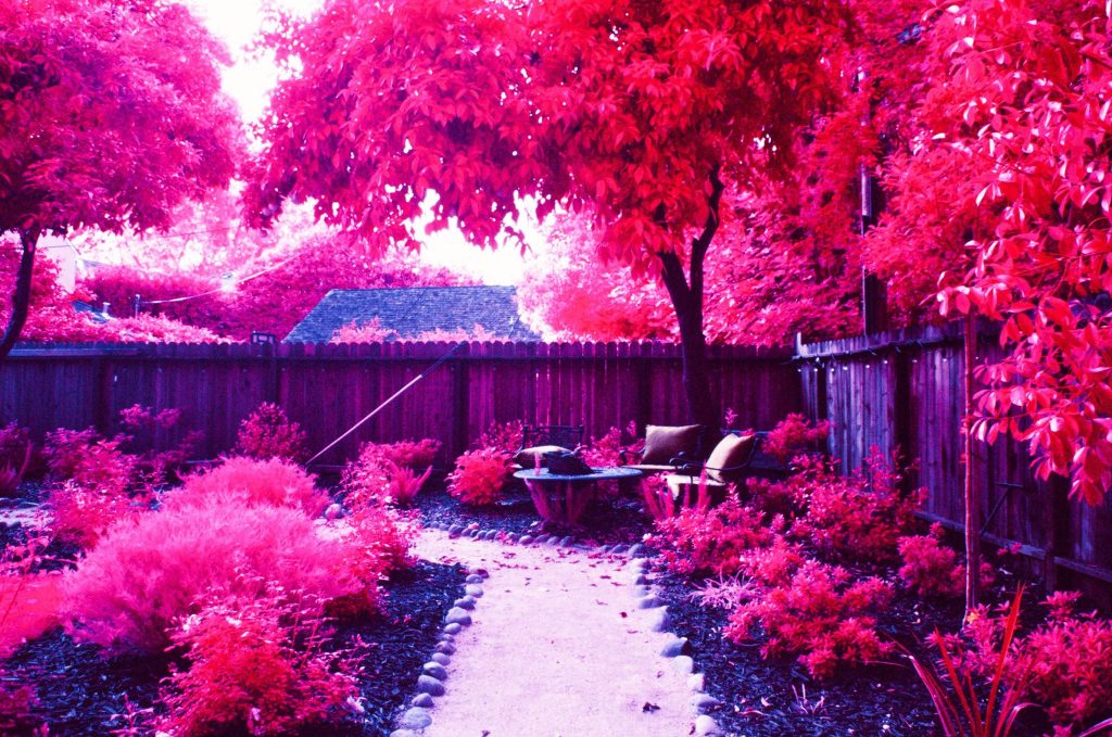 Infrared Film Photo shot with FPP InfraChrome Color Infrared Film and a #12 yellow filter.