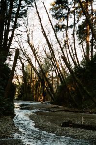 Accidentally exposed film… what does it look like? The Darkroom Lab