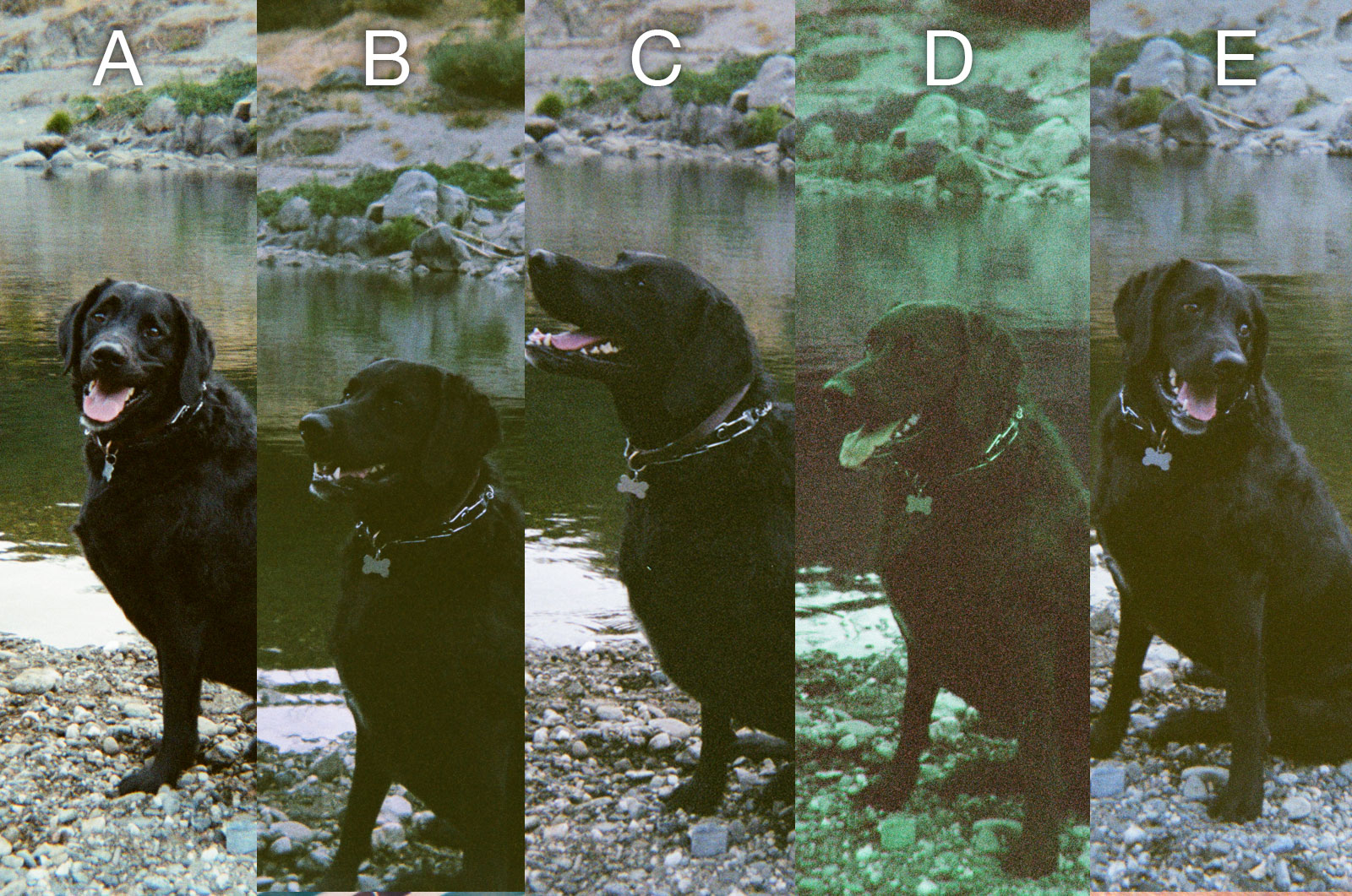 Dog-Disposable Cameras comparison