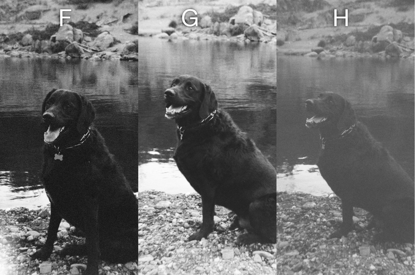 Disposable Single Use Cameras B&W Photo Comparison - Dog