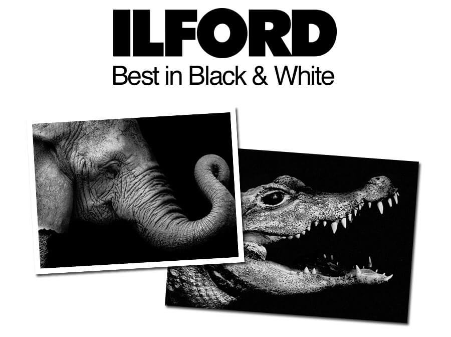 Best black deals and white prints