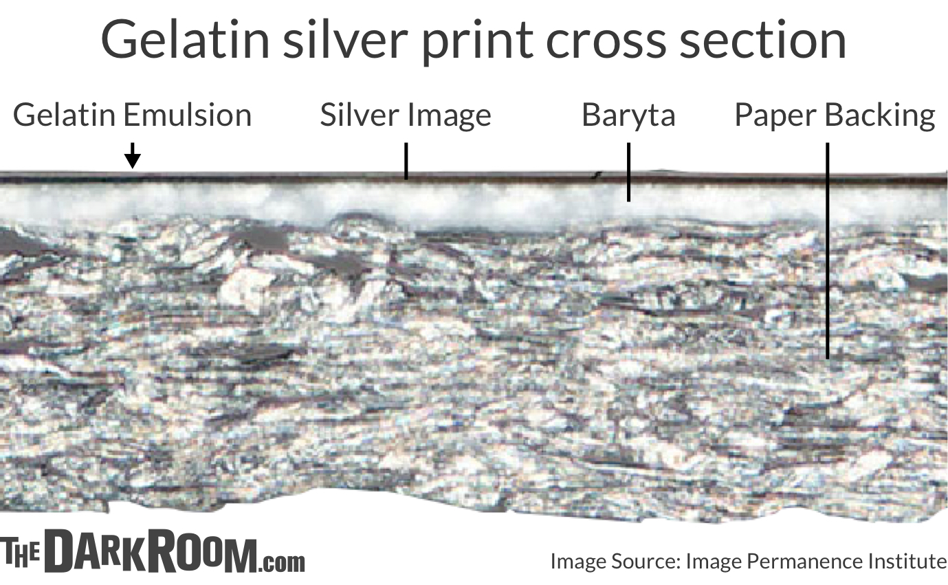 Gelatin silver print cross section