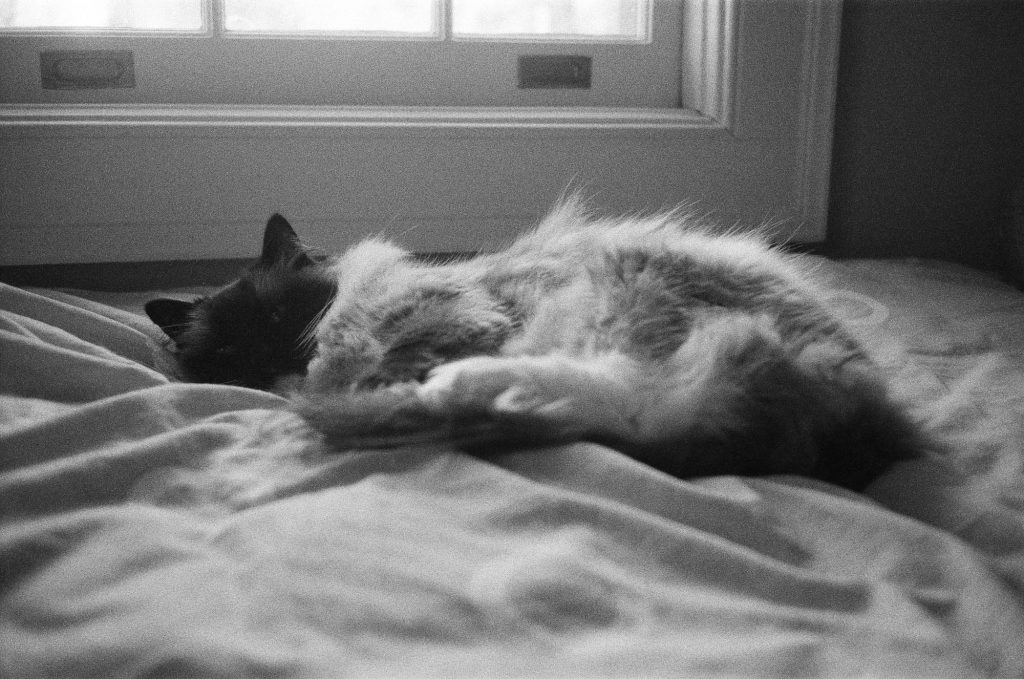 Cat nap by the window- Rollei 35 camera