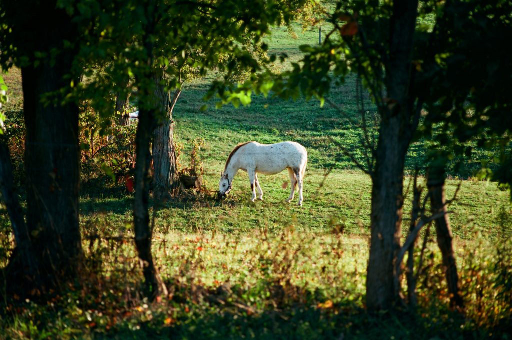 Horses in Autumn (Greene County, PA)