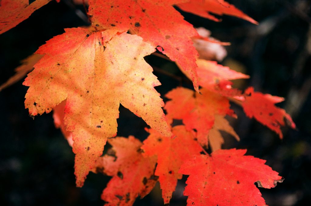 Autumn leaves shot with a Nikon F5 camera and a Nikon 28-80mm/f3.3-5.6 G lens on Kodak Ektar 100 film.