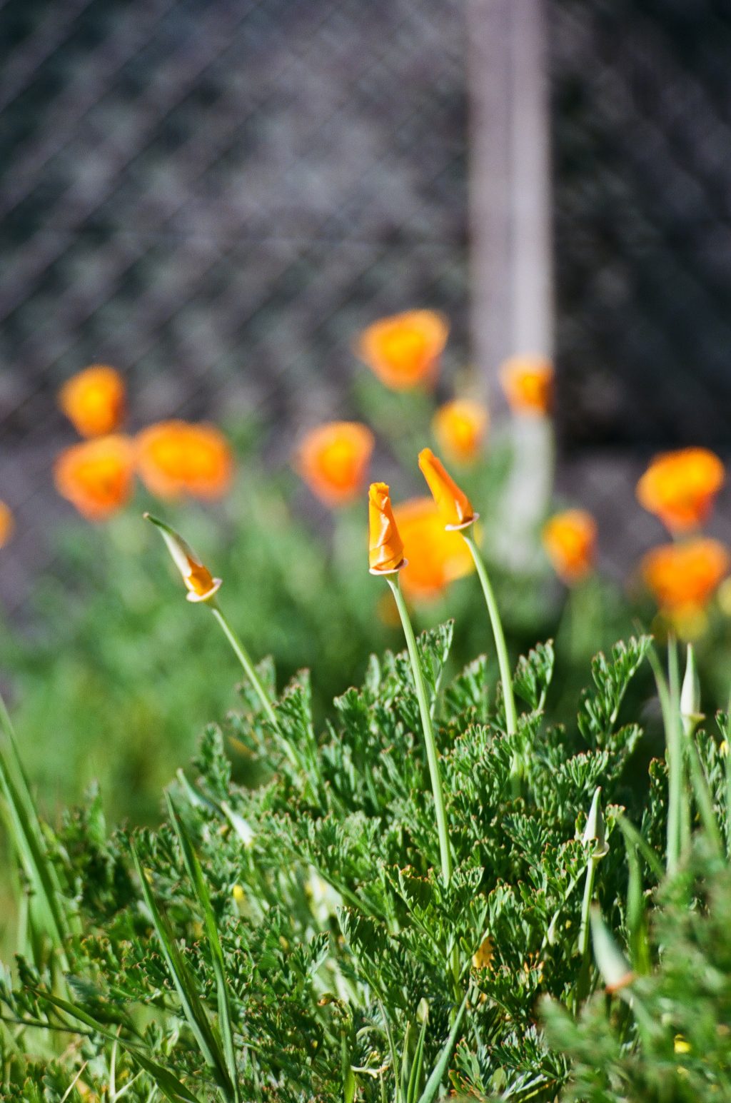 California poppy buds, Berkeley, CA.