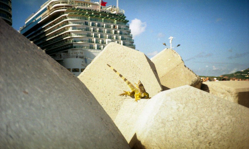 St Maarten Iguana - 2024