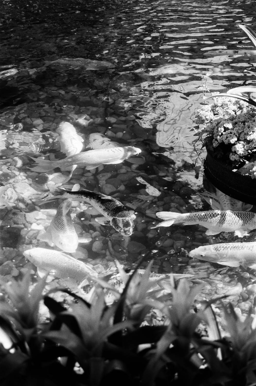 Koi pond at the Bellagio's conservatory in Las Vegas. Nikon N65.