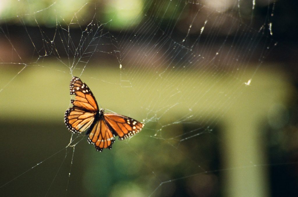 Monarch Butterfly in a spiderweb, San Juan Capistrano, CA.