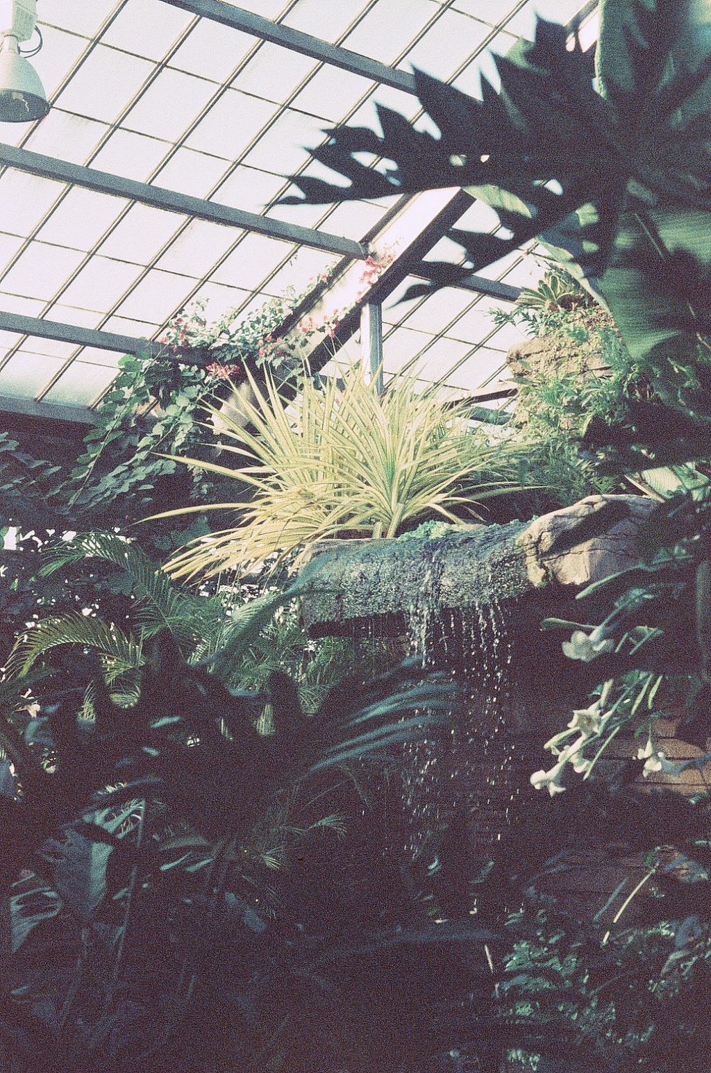 Garfield Park Conservatory, Indianapolis