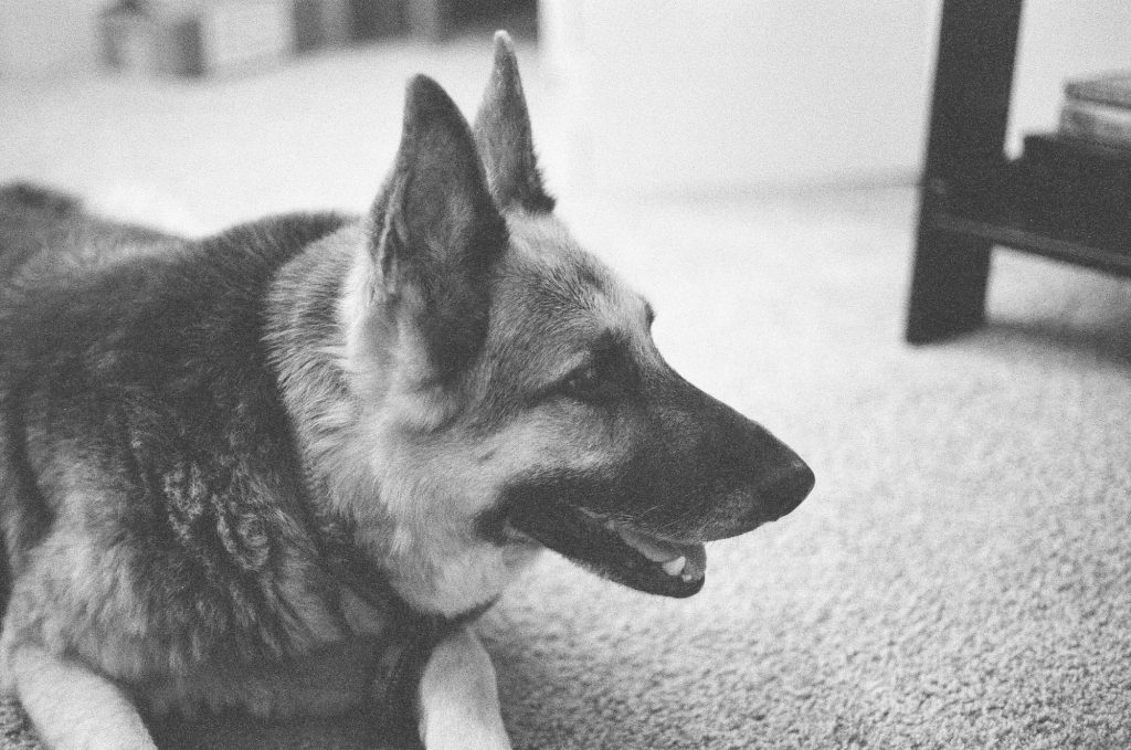 A shot of our recently passed German Shepherd, Fallon. Shot at 3200, and developed at 3200 by the Darkroom.