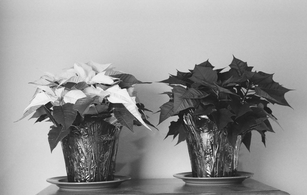 Christmas Poinsettias.