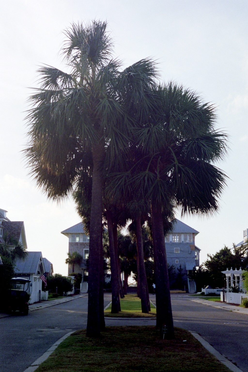 Palm trees on Bald Head Island.