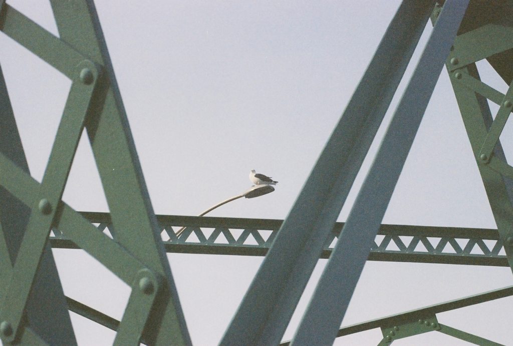 Seagull - Canon A1 35-70mm - Expired 10-15 years
