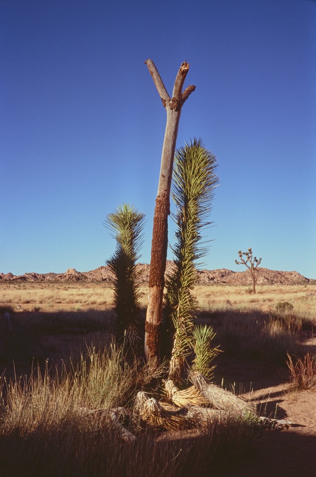 Fuji Velvia 100 Leica CL, paired with a 40mm Summicron Joshua Tree National Park