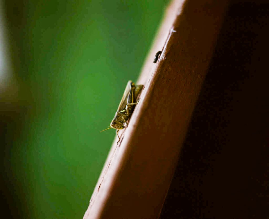 Grasshopper Garden [RB67 127mm f3.6]